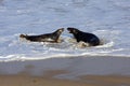 Grey Seals Playing, Horsey, Norfolk, England